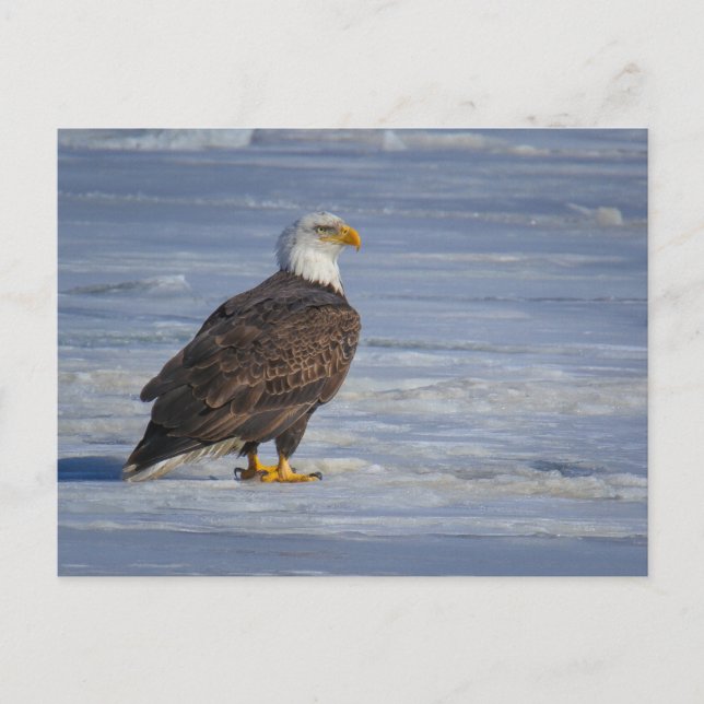 Ice Fishing Postcard (Front)