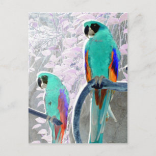 Ice Parrots Postcard