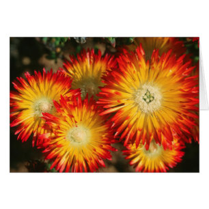 Ice Plants (Lampranthus Aureus) In Bloom