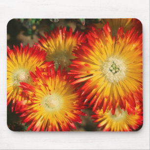 Ice Plants (Lampranthus Aureus) In Bloom Mouse Pad