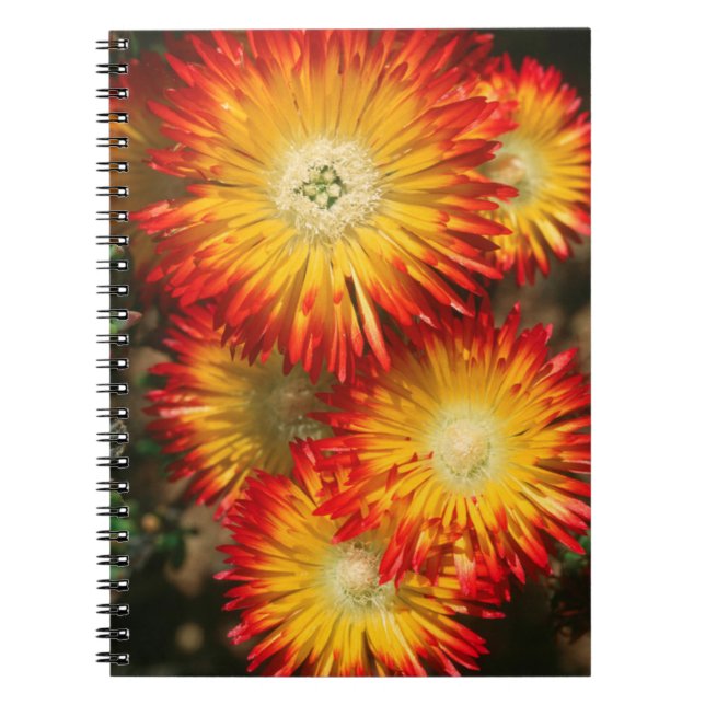 Ice Plants (Lampranthus Aureus) In Bloom Notebook (Front)