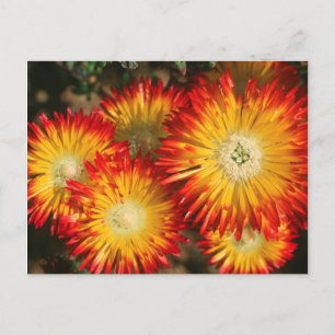 Ice Plants (Lampranthus Aureus) In Bloom Postcard