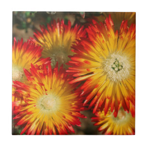 Ice Plants (Lampranthus Aureus) In Bloom Tile