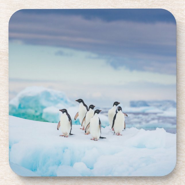 Ice & Snow | Adelie Penguins Antarctica Coaster (Front)