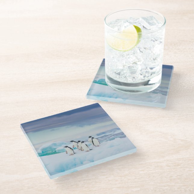 Ice & Snow | Adelie Penguins Antarctica Glass Coaster (Angled)