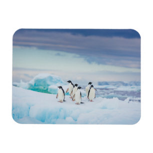 Ice & Snow Adelie Penguins Antarctica Magnet