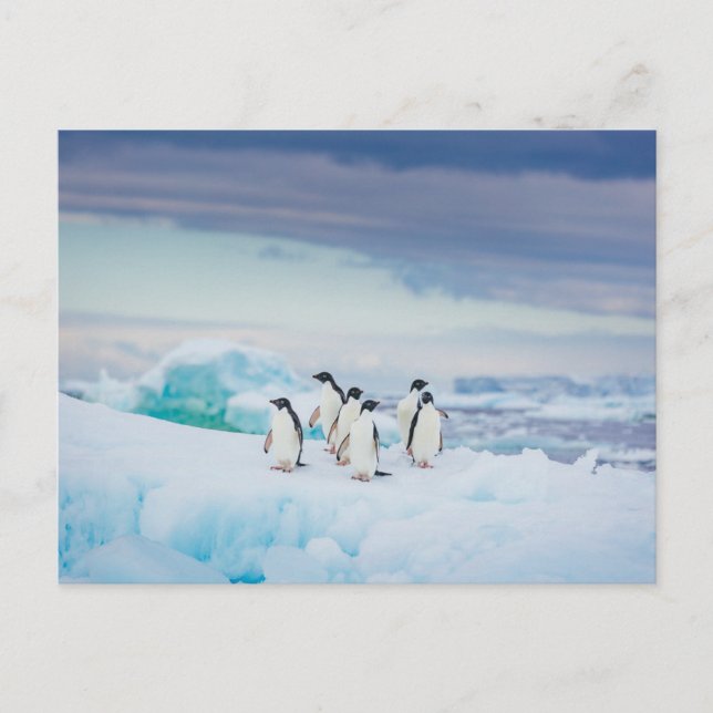 Ice & Snow | Adelie Penguins Antarctica Postcard (Front)
