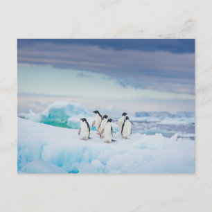 Ice & Snow   Adelie Penguins Antarctica Postcard