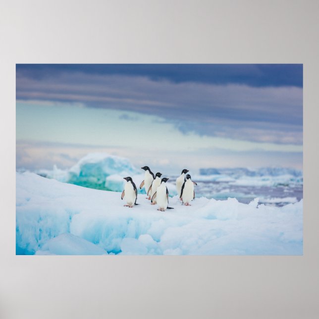 Ice & Snow | Adelie Penguins Antarctica Poster (Front)