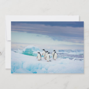 Ice & Snow Adelie Penguins Antarctica Thank You Card