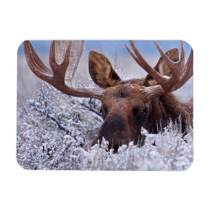 Ice & Snow   Grand Teton National Park, Wyoming Magnet