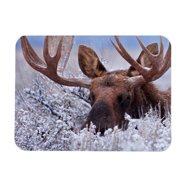 Ice & Snow | Grand Teton National Park, Wyoming Magnet (Horizontal)