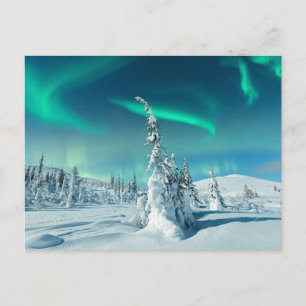 Ice & Snow   Northern Lights, Lapland, Finland Postcard