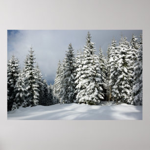 Ice & Snow   Pine Woodland, Austria Poster