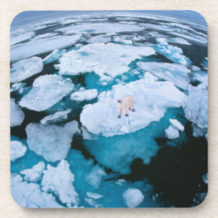 Ice & Snow Polar Bear, Arctic Ocean, Svalbard Coaster