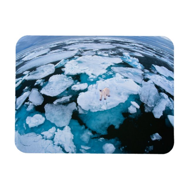 Ice & Snow | Polar Bear, Arctic Ocean, Svalbard Magnet (Horizontal)