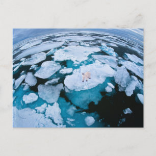Ice & Snow   Polar Bear, Arctic Ocean, Svalbard Postcard