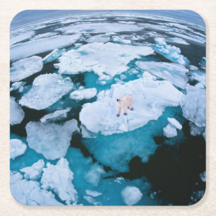 Ice & Snow Polar Bear, Arctic Ocean, Svalbard Square Paper Coaster