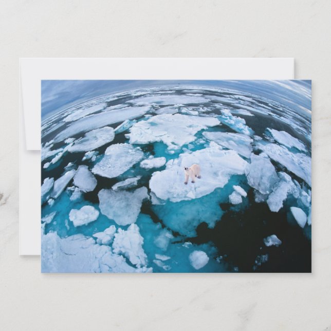 Ice & Snow | Polar Bear, Arctic Ocean, Svalbard Thank You Card (Front)