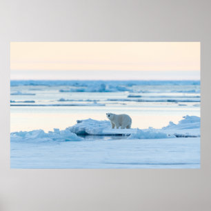Ice & Snow Polar Bear Iceberg Norway Poster