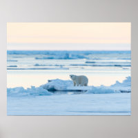 Ice & Snow | Polar Bear Iceberg Norway
