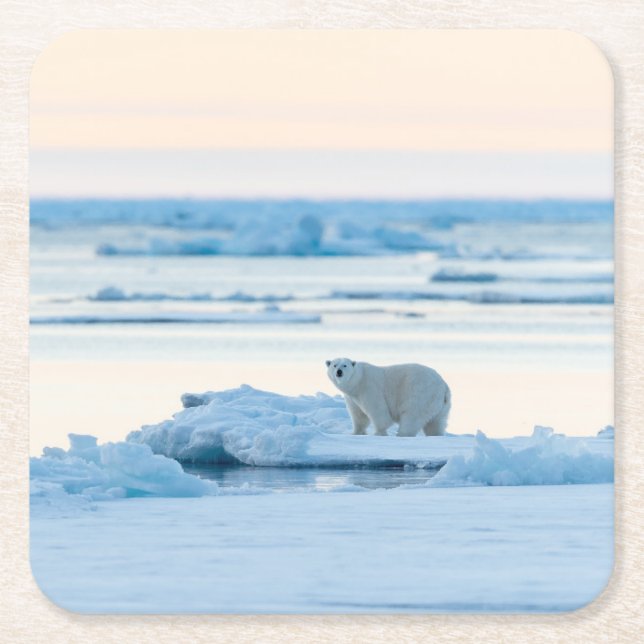 Ice & Snow | Polar Bear Iceberg Norway Square Paper Coaster (Front)
