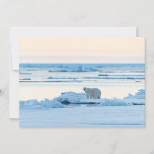 Ice & Snow   Polar Bear Iceberg Norway Thank You Card