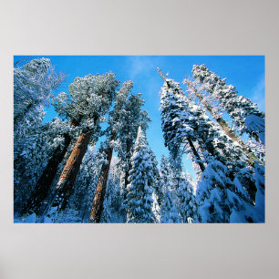 Ice & Snow   Sequoia National Park, California Poster