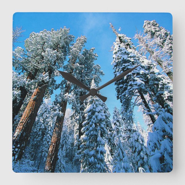 Ice & Snow | Sequoia National Park, California Square Wall Clock (Front)