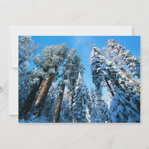 Ice & Snow Sequoia National Park, California Thank You Card