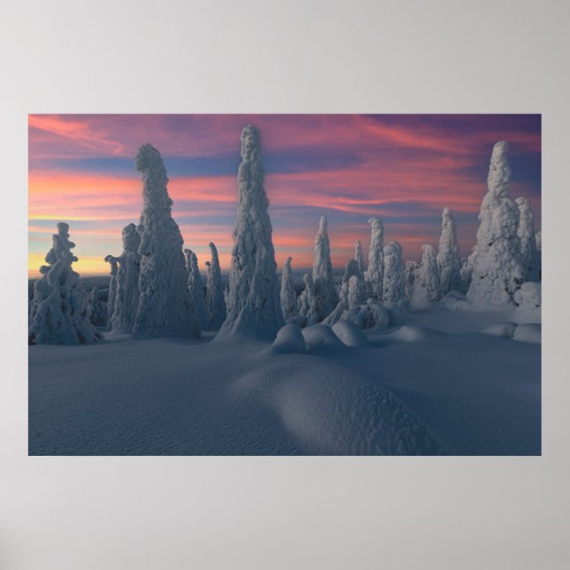 Ice & Snow | Snow Covered Trees, Lapland, Finland Poster (Front)
