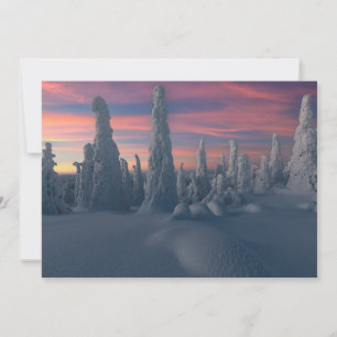 Ice & Snow   Snow Covered Trees, Lapland, Finland Thank You Card