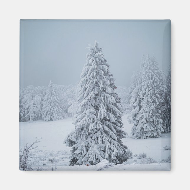 Ice & Snow | Woodland, Swiss Alps Magnet (Front)