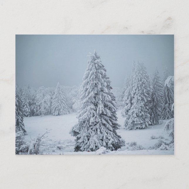 Ice & Snow | Woodland, Swiss Alps Postcard (Front)