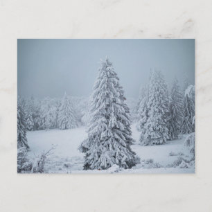Ice & Snow Woodland, Swiss Alps Postcard