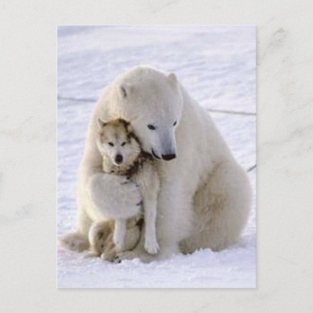 Icebear and Dog Postcard (Front)