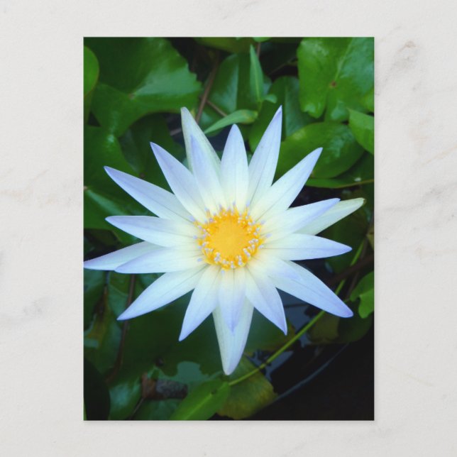 Iceblue Water Lily Postcard (Front)