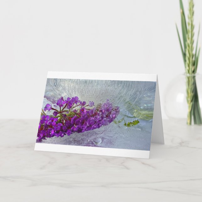 Iced Black Knight Butterfly Bush,  Card (Front)