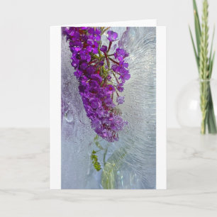 Iced Black Knight Butterfly Bush,  Card