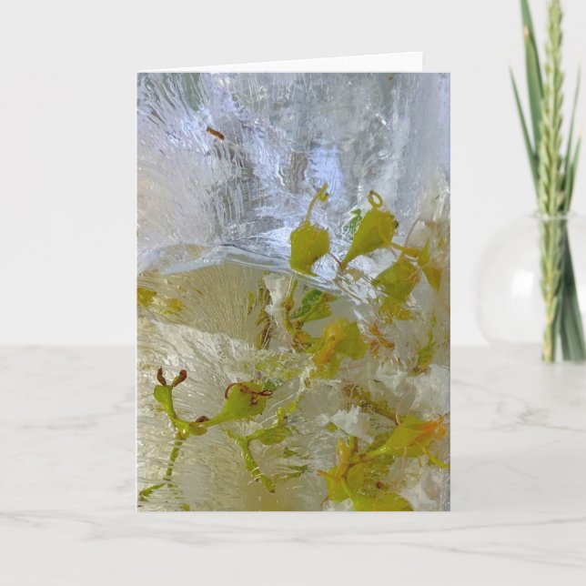 Iced Blossoms,  Card (Front)