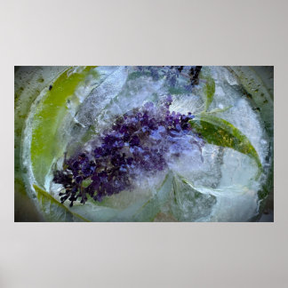 Iced Blossoms Poster