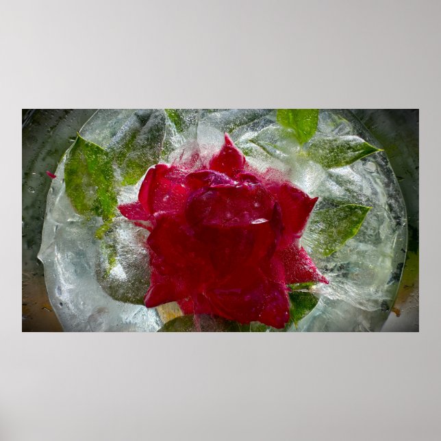 Iced Blossoms Poster (Front)