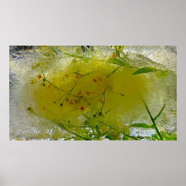 Iced Blossoms,  Poster (Front)