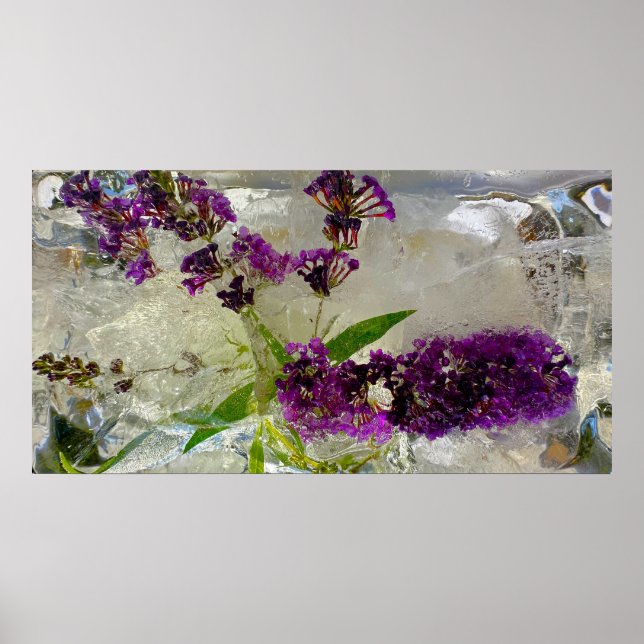 Iced Blossoms,  Poster (Front)