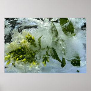 Iced Blossoms, Poster