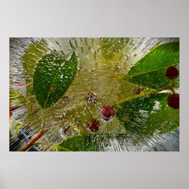 Iced Blossoms Poster (Front)
