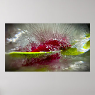 Iced Blossoms Poster