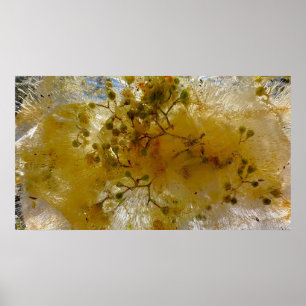 Iced Blossoms, Poster