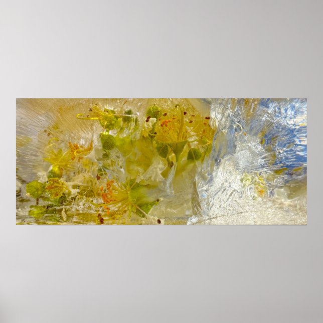 Iced Blossoms Poster (Front)