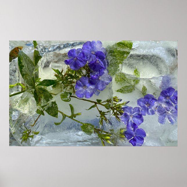 Iced Blossoms,  Poster (Front)